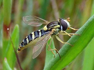 Gorgeous hoverfly - Syrphidae © John Muddeman